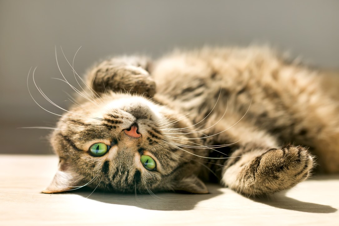 shutterstock_572023270